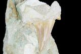 Otodus Shark Tooth Fossil In Rock - Eocene #86988-1